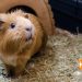 Why does a guinea pig lick its owner&#8217;s hands: reasons