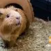 Why does a guinea pig lick its owner&#8217;s hands: reasons