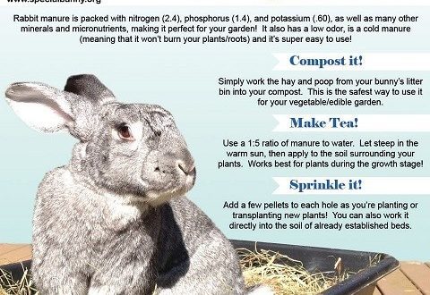 The use of cheap and effective fertilizer &#8211; rabbit droppings