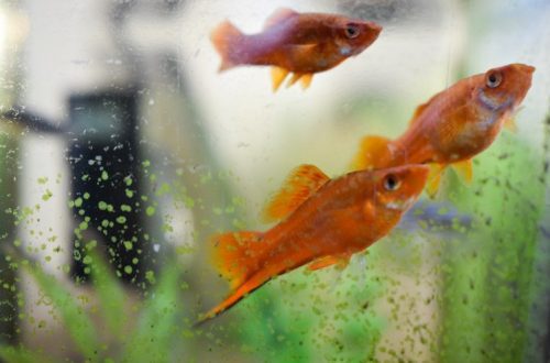 The water in the aquarium changes color: what to do?