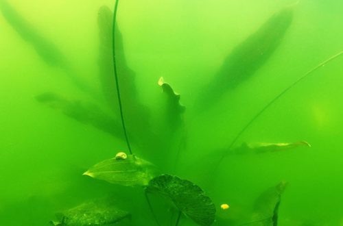 The water in the aquarium turns green: why and how to deal with it
