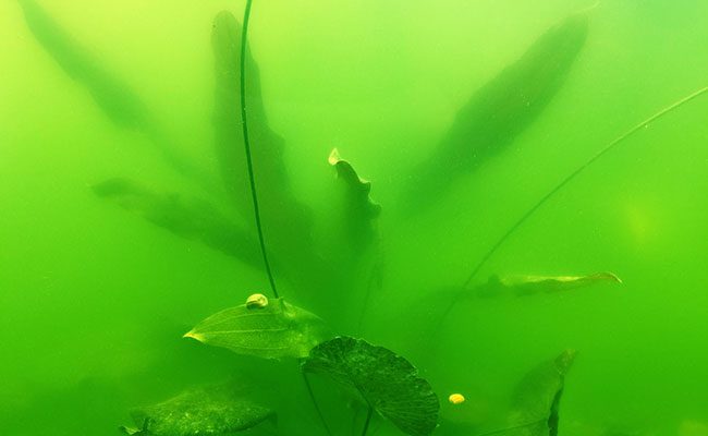 The water in the aquarium turns green: why and how to deal with it