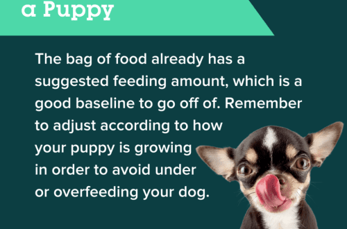 Things to remember about feeding your puppy