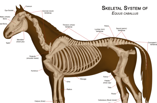 Three Interesting Facts About the Horse Spine