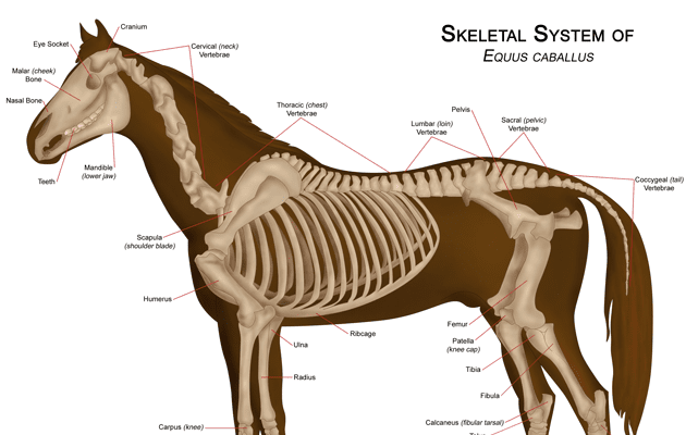 Three Interesting Facts About the Horse Spine