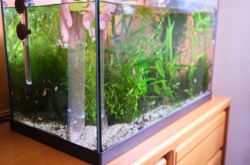 Three Super Aquarium Care Hacks