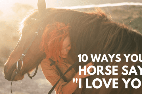 Three things a horse would like to tell you