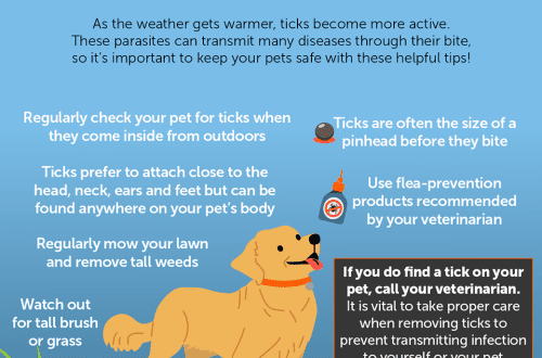 Tick ​​season: how to protect your dog?