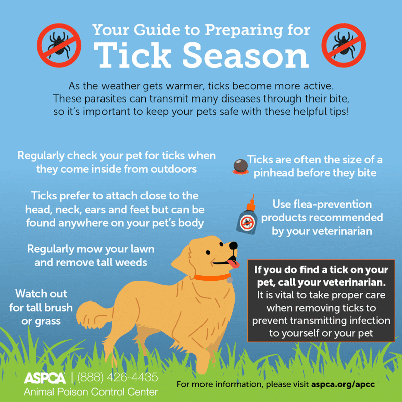 Tick ​​season: how to protect your dog?