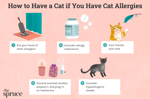 Tips and Tricks for Cat Allergies