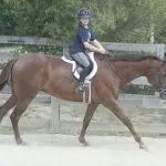 Tips for Beginner Riders: Cantering