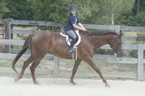 Tips for Beginner Riders: Cantering