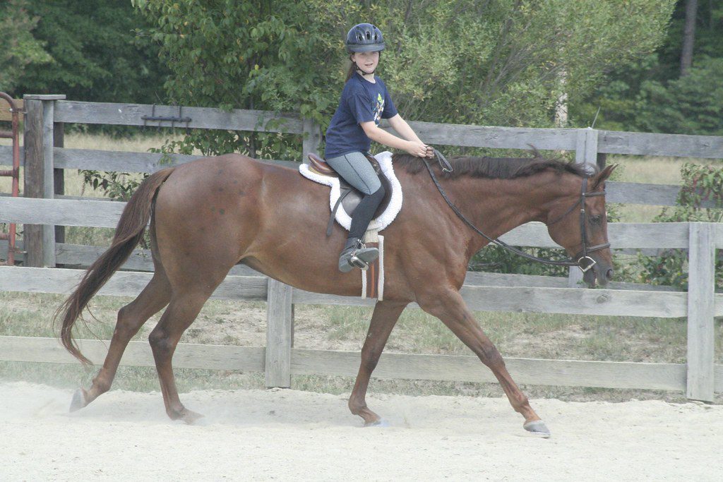 Tips for Beginner Riders: Cantering
