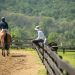 Do horses like to jump over obstacles?