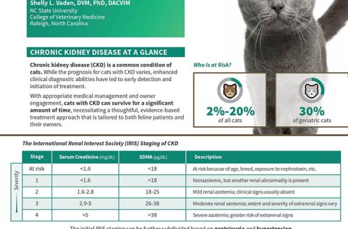 Tips for Treating Kidney Disease in Your Cat