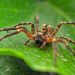 Types of domestic spiders, their full description and content requirements
