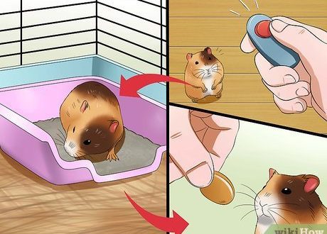 Toilet for a hamster: how to equip and train a pet, how to do it yourself