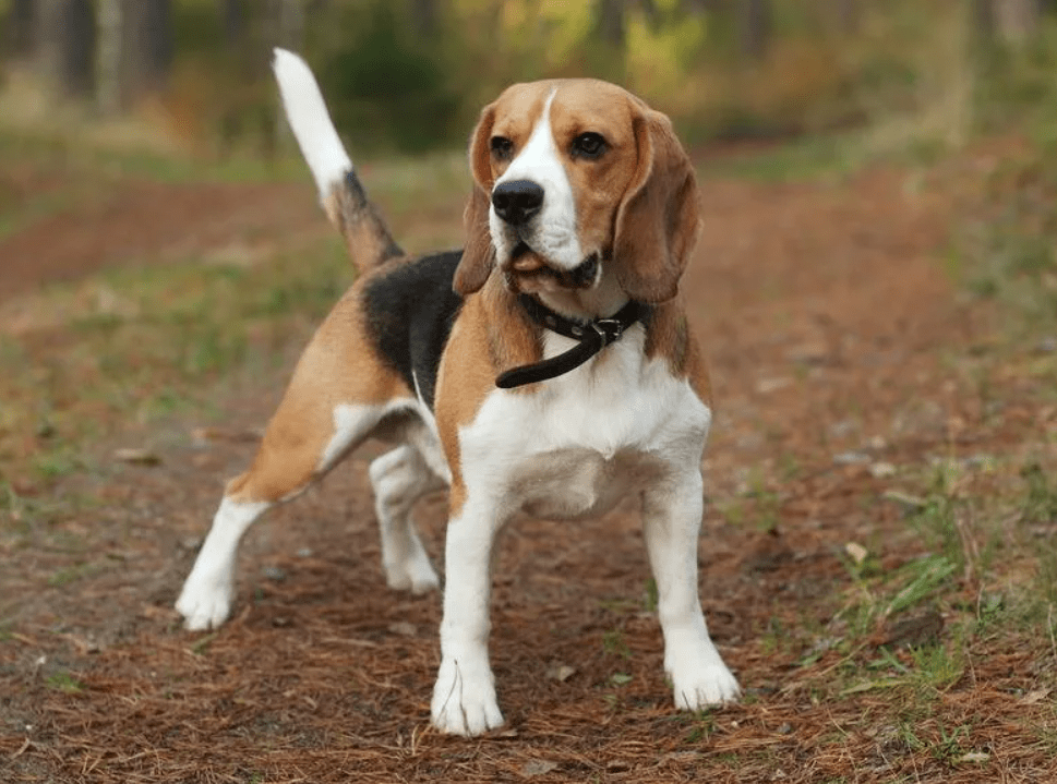 Top 10 Best Dog Breeds for Families with Children