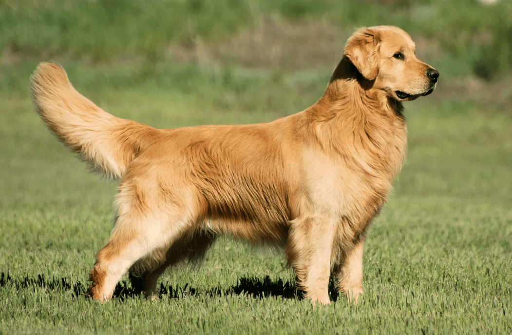 Top 10 Best Dog Breeds for Families with Children