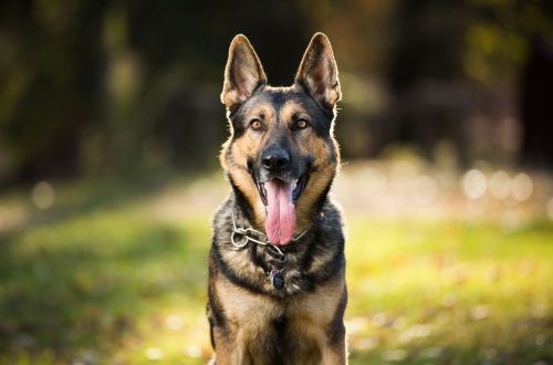 Top 10 Best Guard Dogs for a Private Home