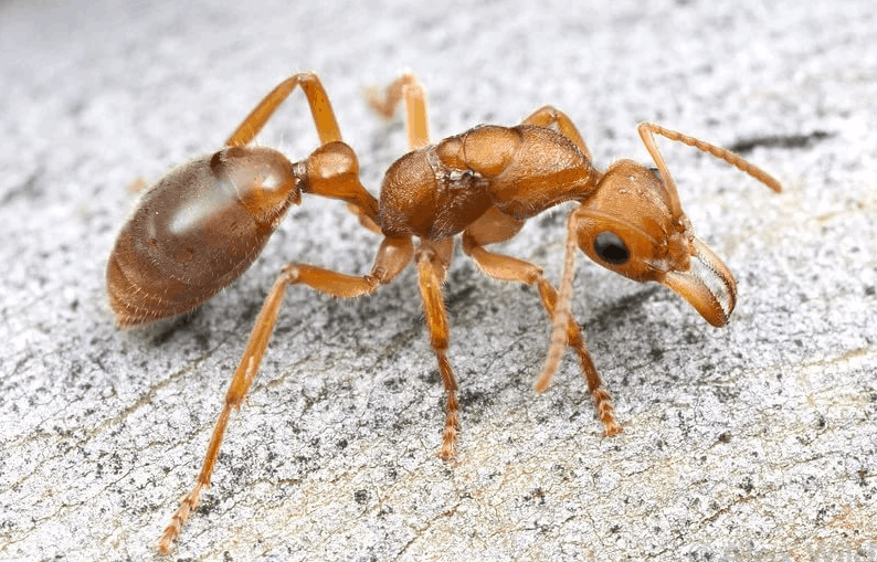 Top 10 biggest ants in the world