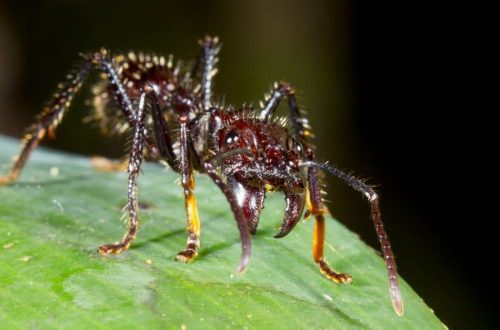 10 suurimat sipelgat maailmas