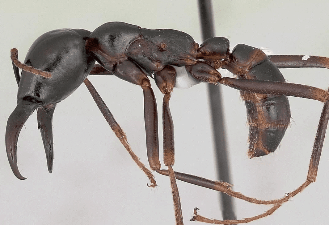 Top 10 biggest ants in the world
