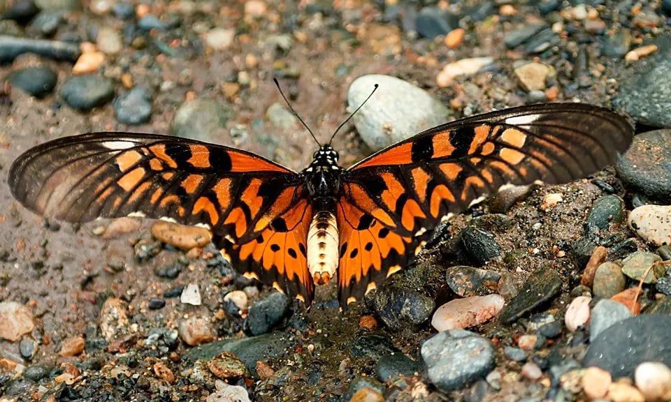 Top 10 biggest butterflies in the world