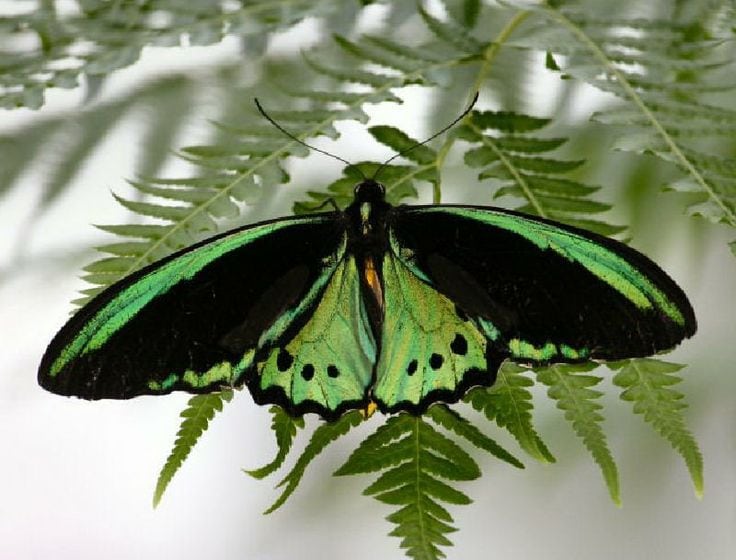 Top 10 biggest butterflies in the world