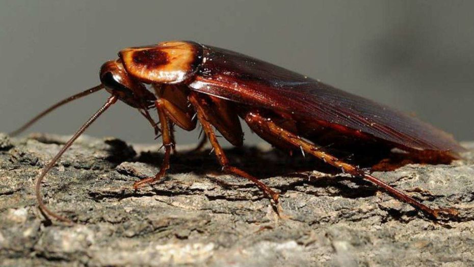 Top 10 biggest cockroaches in the world