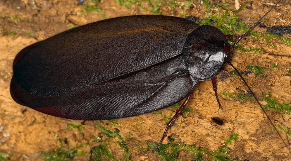Top 10 biggest cockroaches in the world