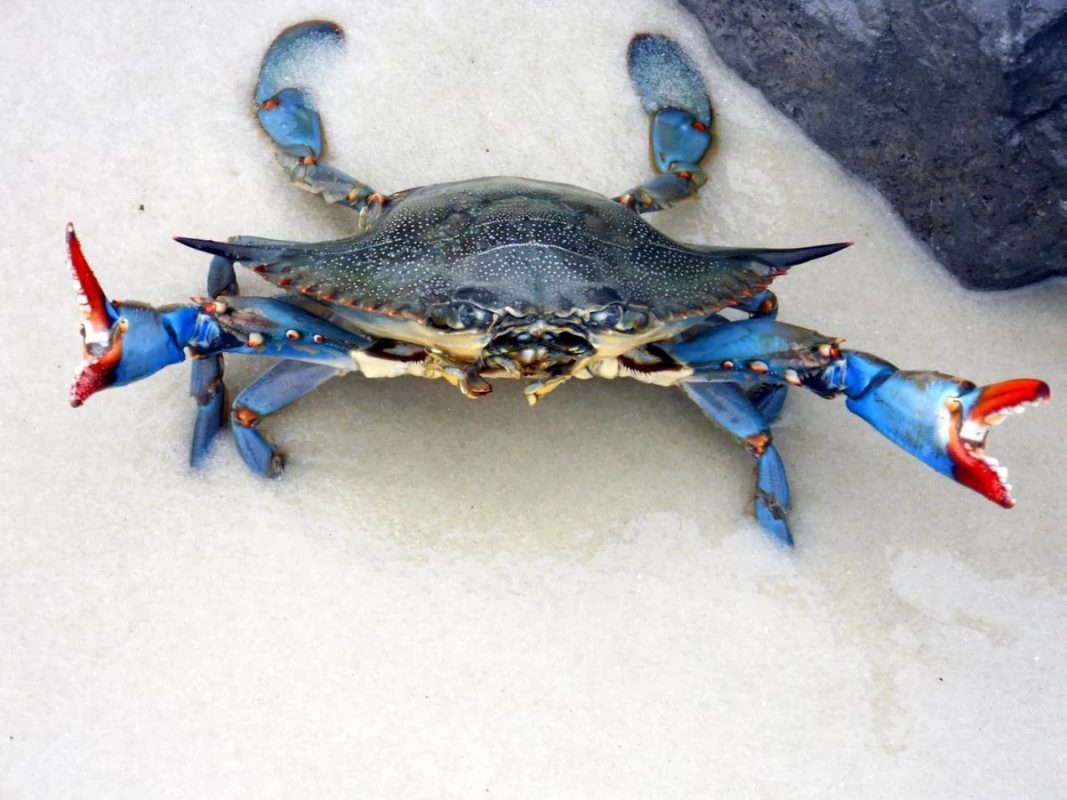 Top 10 biggest crabs in the world