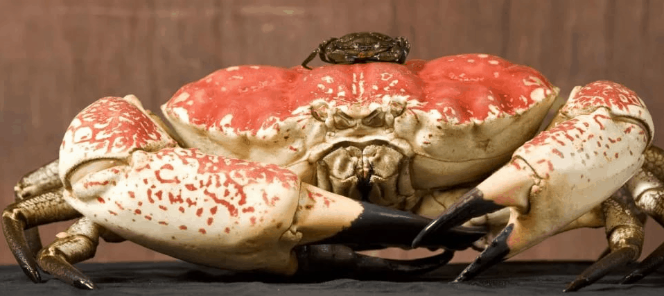 Top 10 biggest crabs in the world