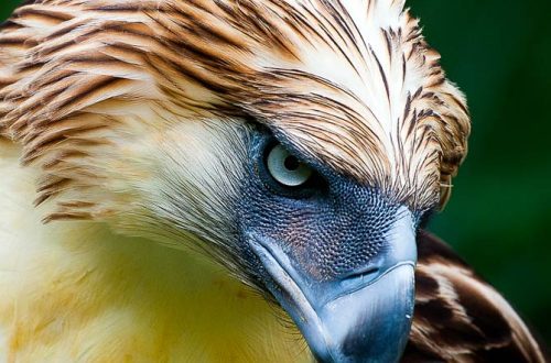 Top 10 biggest eagles in the world