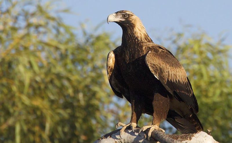 Top 10 biggest eagles in the world