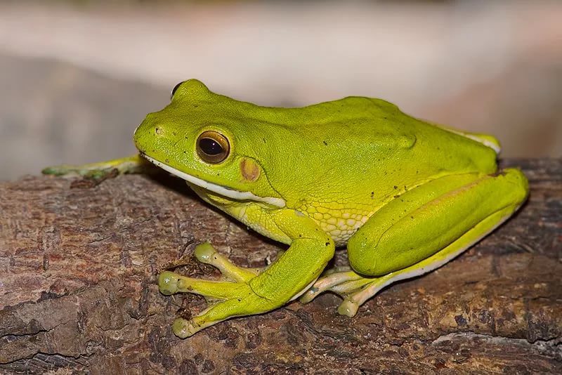 Top 10 biggest frogs and toads in the world