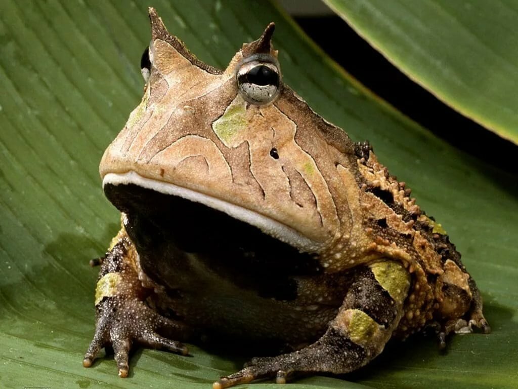 Top 10 biggest frogs and toads in the world