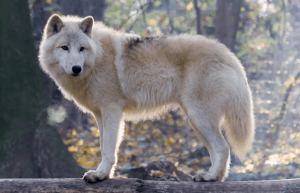 Top 10 biggest wolves in the world