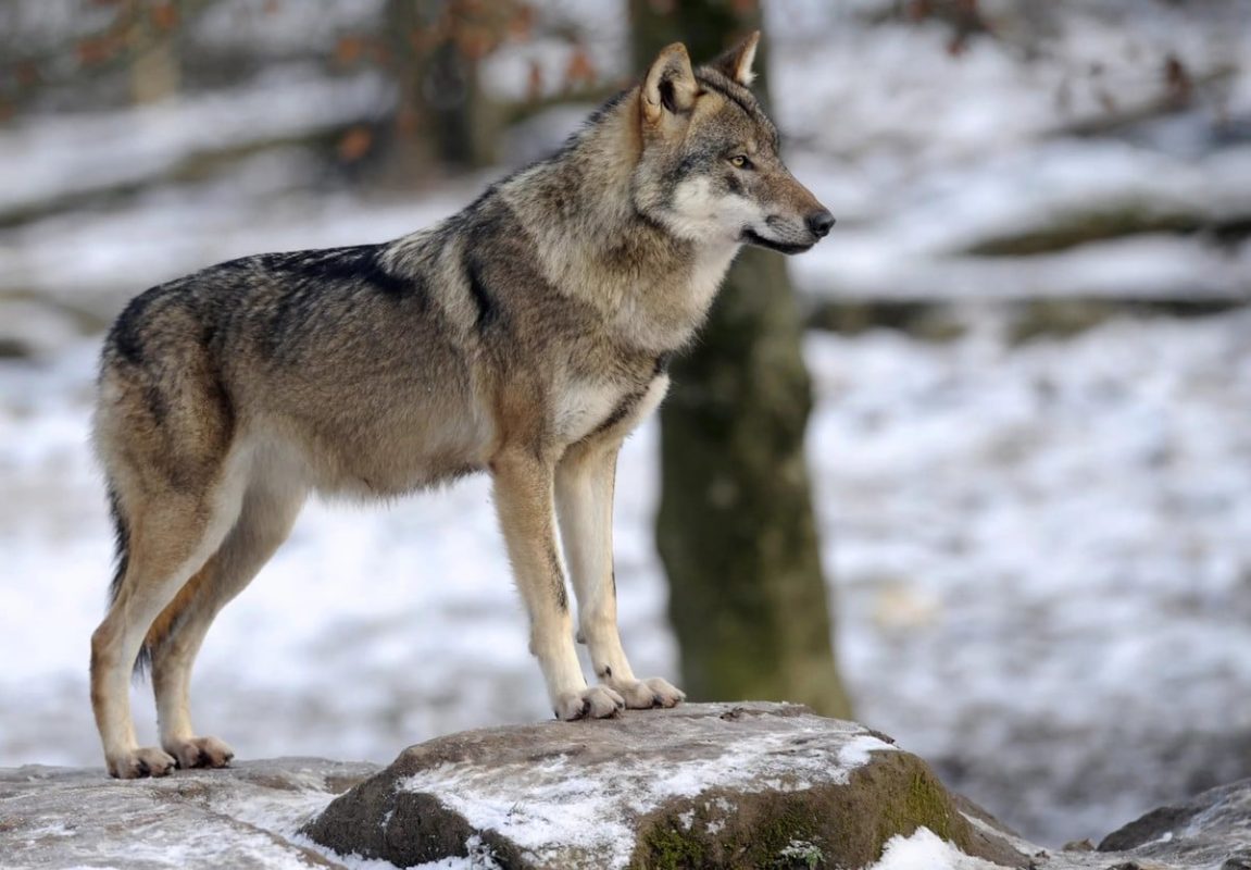 Top 10 biggest wolves in the world