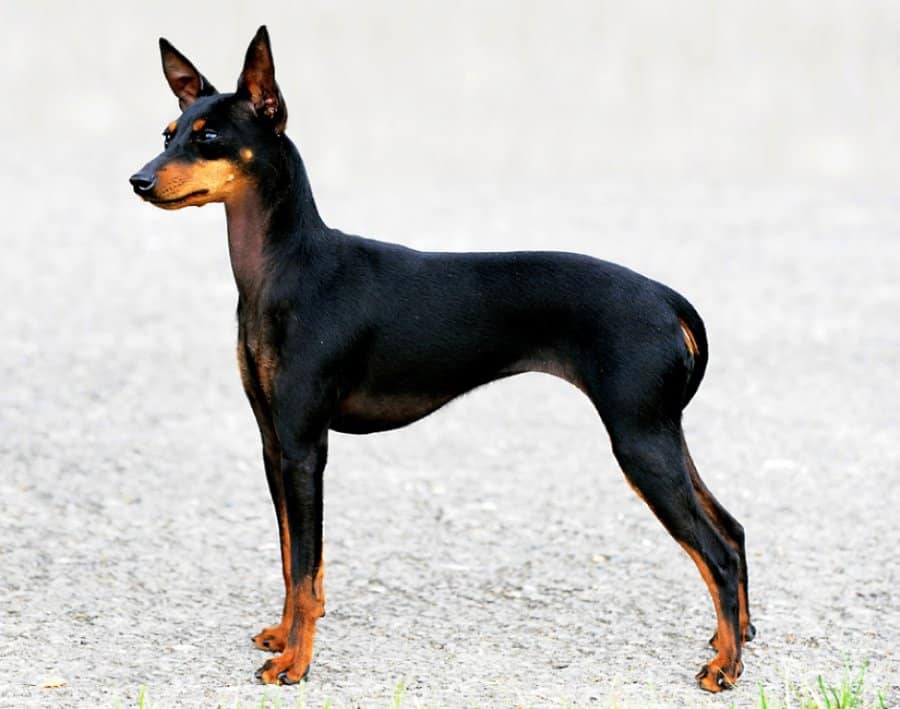 Top 10 cheapest dog breeds - their prices and features