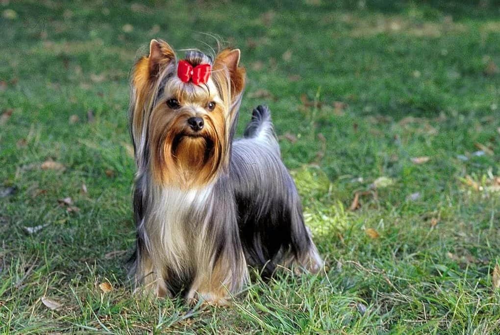 Top 10 cheapest dog breeds - their prices and features