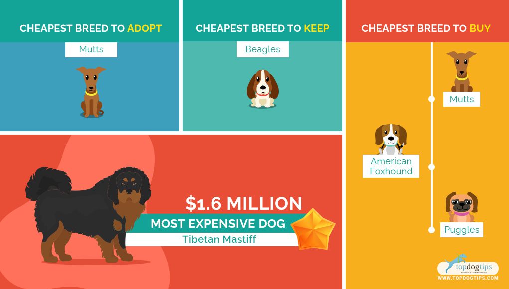 Top 10 cheapest dog breeds &#8211; their prices and features