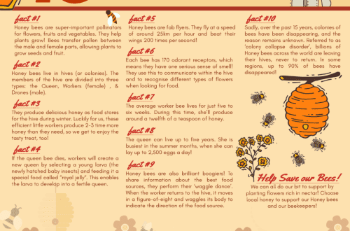 10 huvitavat fakti mesilaste kohta mesinikele