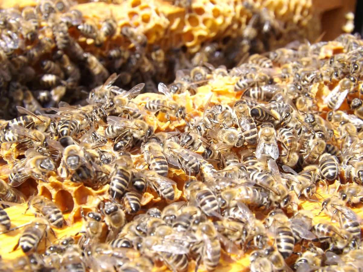 Top 10 Interesting Bee Facts for Beekeepers