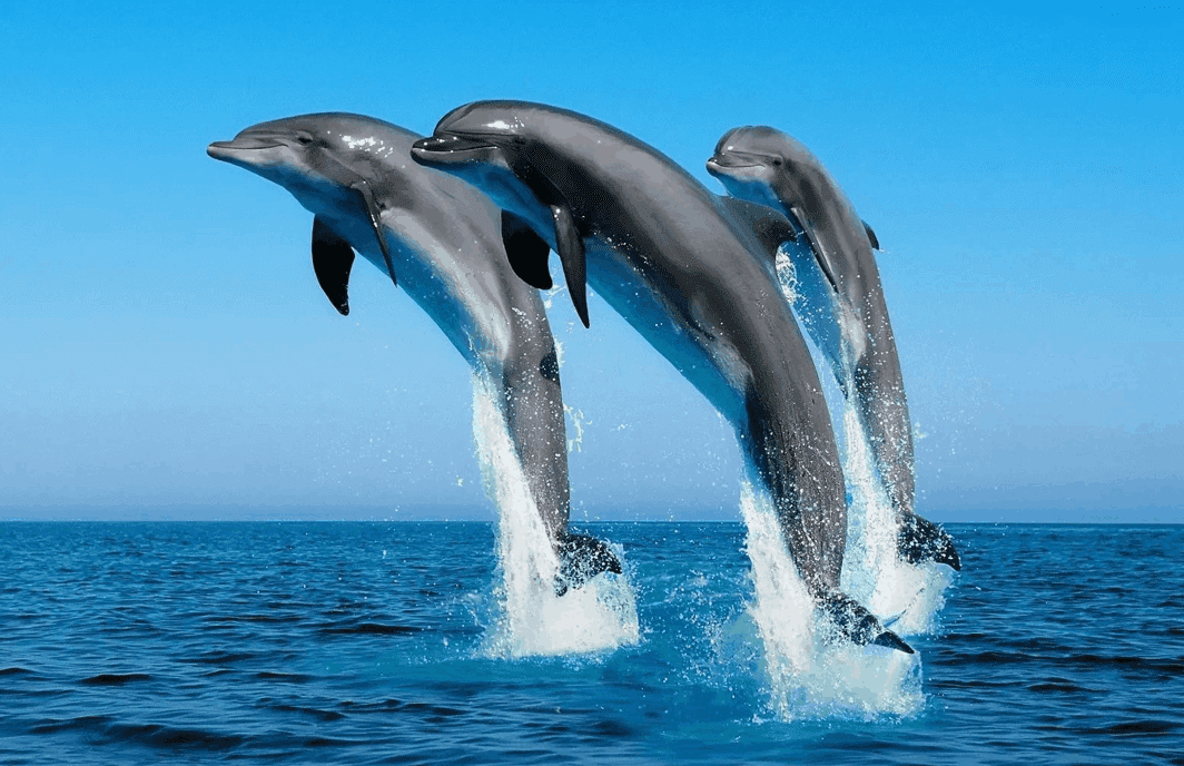 Top 10 Interesting Dolphin Facts