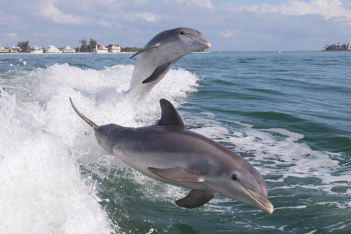 Top 10 Interesting Dolphin Facts