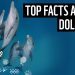 Top 10 Interesting Facts About Coelenterates