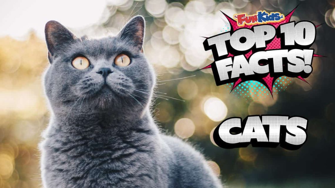 Top 10 interesting facts about cats and cats