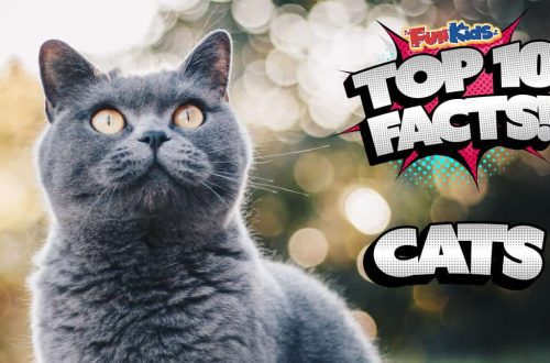 Top 10 huvitavat fakti kasside ja kasside kohta