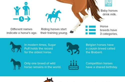 Top 10 interesting facts about horses